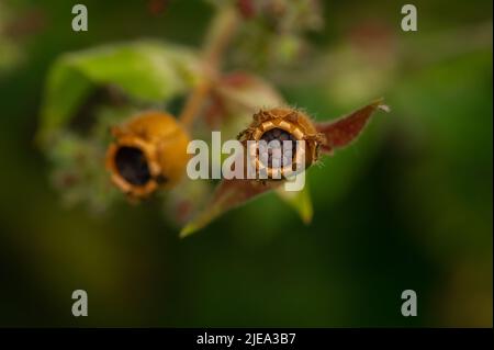 Eine Gruppe von Saatköpfen des Wildblumenkörner Red Campion enthält Samen, die zur Verbreitung bereit sind. Anbau in einem Norfok-Garten, großbritannien Stockfoto