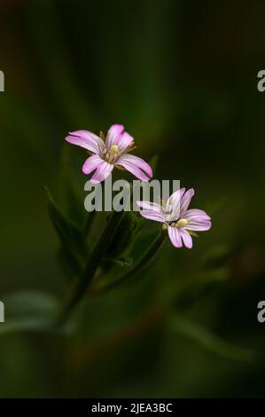 Pink Purslane Claytonia sibirica wächst in einem Norfolk-Garten in Großbritannien. Stockfoto