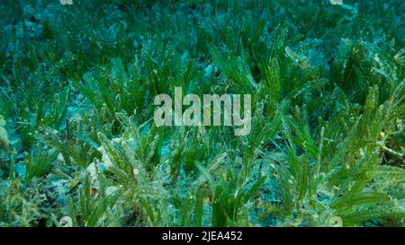 Rotes Meer, Ägypten. 26.. Juni 2022. Nahaufnahme des Halophila-Seegrass. Die Kamera bewegt sich über dem mit grünem Seegras bedeckten Meeresboden nach vorne. Unterwasserlandschaft. Rotes Meer, Ägypten (Bild: © Andrey Nekrasov/ZUMA Press Wire) Stockfoto