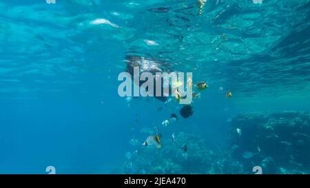 Rotes Meer, Ägypten. 26.. Juni 2022. Frau in Tauchausrüstung schwimmt auf der Wasseroberfläche und schaut auf das Meeresleben. Weibliche Schnorchelerin schwimmt unter Wasser und schaut auf tropische Fische. Rotes Meer, Ägypten (Bild: © Andrey Nekrasov/ZUMA Press Wire) Stockfoto