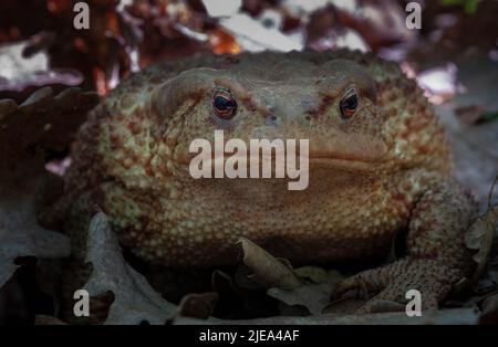 Kröte, Kröte, Bufo bufo. Wald Pindos Berg Griechenland. Stockfoto