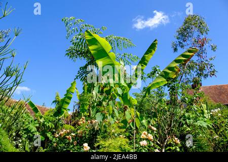 Bananenpalmen und andere tropische Pflanzen im exotischen Garten von Great Dixter, East Sussex, Großbritannien Stockfoto