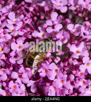 Myathropa florae Hoverfly wahre Fliegen sammeln Nektar von Pink Buddleia Davidii Stockfoto