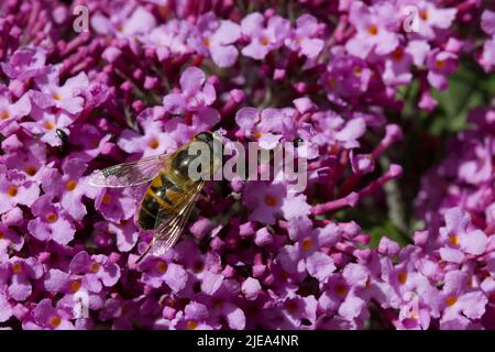 Myathropa florae Hoverfly wahre Fliegen sammeln Nektar von Pink Buddleia Davidii Stockfoto