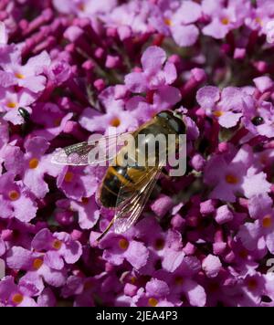 Myathropa florae Hoverfly wahre Fliegen sammeln Nektar von Pink Buddleia Davidii Stockfoto