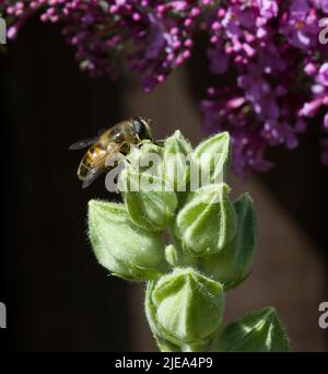 Myathropa florae Hoverfly True fliegt auf Hollyhock Alcea Knospen Stockfoto