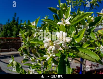 15 Februar 2022 Tejeda Gran Kanarischen Bergstadt mit charmanten Straßen mit Blumen in allen Farben gelb, lila und orange und ein Panorama mit volc Stockfoto