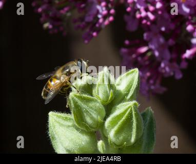 Myathropa florae Hoverfly True fliegt auf Hollyhock Alcea Knospen Stockfoto