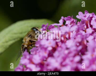 Myathropa florae Hoverfly wahre Fliegen sammeln Nektar von Pink Buddleia Davidii Stockfoto