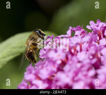 Myathropa florae Hoverfly wahre Fliegen sammeln Nektar von Pink Buddleia Davidii Stockfoto