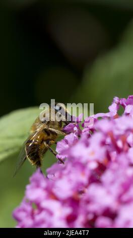 Myathropa florae Hoverfly wahre Fliegen sammeln Nektar von Pink Buddleia Davidii Stockfoto