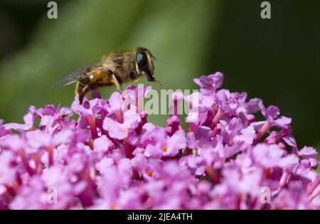 Myathropa florae Hoverfly wahre Fliegen sammeln Nektar von Pink Buddleia Davidii Stockfoto