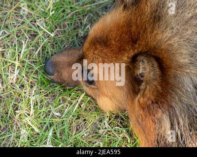 Roter Spitz auf dem Rasen. Hund auf grünem Gras. Stockfoto