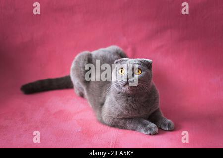 Schottische Falte graue Katze auf einem rosa Hintergrund Stockfoto