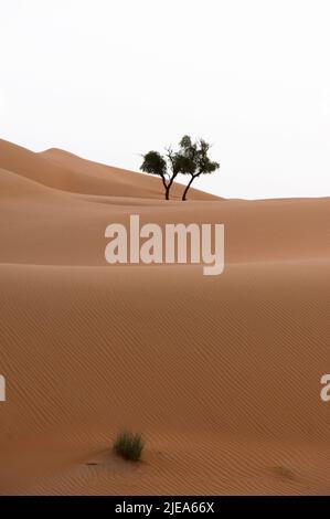 Ein Honey Mesquite (prosopis glandulosa) Baum inmitten von Sanddünen in der Al Wathba Wüste. In Abu Dhabi, der Hauptstadt der Vereinigten Arabischen Emirate. Stockfoto