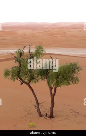 Nahaufnahme des Honey Mesquite (prosopis glandulosa) Baumes inmitten der Al Wathba Wüste in Abu Dhabi, Vereinigte Arabische Emirate. Sanddünen in der Ferne. Stockfoto