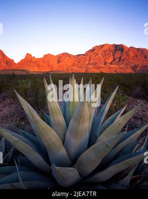 Agave Century Plant (Agave havardiana) und die Chisos Mountains in der Abenddämmerung, Big Bend National Park, Texas, USA, Gary A Nelson/Dembinsky Photo Assoc Stockfoto