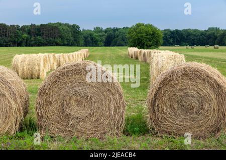 Frisch gerollte Ballen von Hay, Hay Field, E USA, von James D Coppinger/Dembinsky Photo Assoc Stockfoto