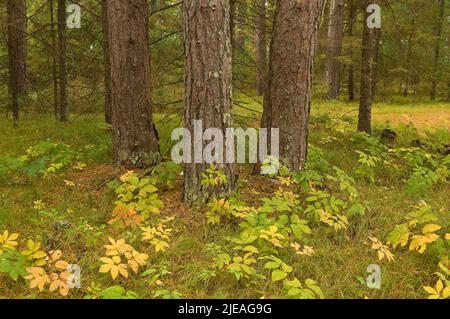 Red Pine Forest (Pinus resinosa), Autumn, Minnesota, USA, von Gary A Nelson/Dembinsky Photo Assoc Stockfoto