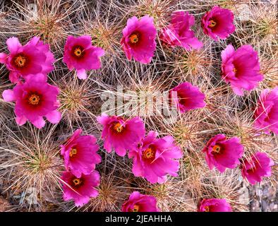 Erdbeerkaktus (Echinocereus stramineus) in der Chihuahuan-Wüste, Big Bend National Park, Texas, USA, von Gary A Nelson/Dembinsky Photo Assoc Stockfoto
