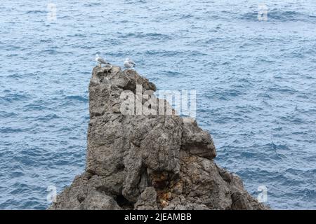 Zwei Möwen auf Felsen im Meerwasser Stockfoto