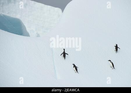 Adeliepinguine auf einem Eisberg in der Nähe der Yalour-Inseln auf der Antarktischen Halbinsel Stockfoto