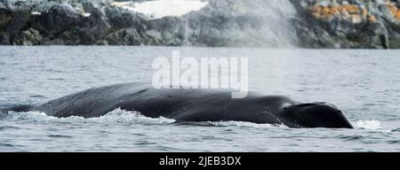 Buckelwal in der Nähe der antarktischen Halbinsel der Yalour-Inseln Stockfoto