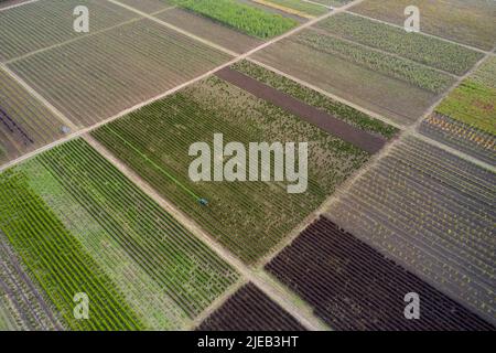 Luftaufnahme der Baumschule mit Bäumen und Pflanzen. Stockfoto