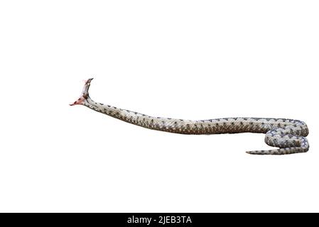 Nasenhornte Viper isoliert auf weißem Hintergrund (Vipera ammodytes) Stockfoto