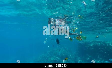 Rotes Meer, Ägypten. 26.. Juni 2022. Frau in Tauchausrüstung schwimmt auf der Wasseroberfläche und schaut auf das Meeresleben. Weibliche Schnorchelerin schwimmt unter Wasser und schaut auf tropische Fische. Rotes Meer, Ägypten (Bild: © Andrey Nekrasov/ZUMA Press Wire) Stockfoto