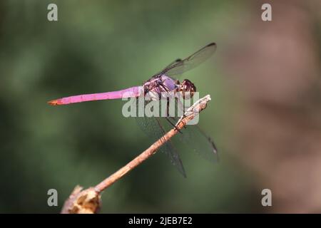 Männlicher Roseatabschäumer oder Orthemis ferruginea, die auf dem Stock auf der Wasserfarm am Flusslauf in Arizona sitzend sind. Stockfoto