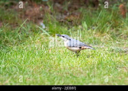 Nahaufnahme eines Nuthatch, Sitta europaea, mit grauem Gefieder und beigefarbenen Bauchfedern auf dem Rücken, einer weißen Kehle und Wangen und einem schönen durchgehenden schwarzen e Stockfoto