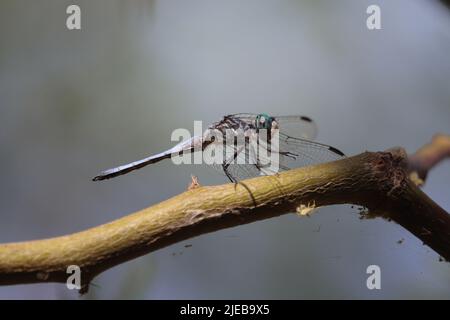Männlicher blauer Dasher oder Pachydiplax longipennis, der auf einem Ast auf der Wasserfarm am Flussarm in Arizona steht. Stockfoto
