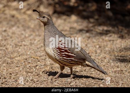 Die Wachtel der weiblichen Gambel oder Callipepla gambelii, die auf der Wasserfarm am Ufer in Arizona über den Boden laufen. Stockfoto