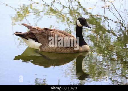 Kanadagans oder Branta canadensis schwimmen in einem Teich auf der Wasserranch in Arizona. Stockfoto