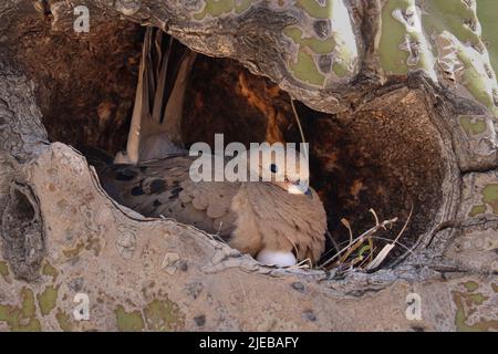 Trauertaube oder Zenaida macroura brüten in einem saguaro auf der Wasserranch in Arizona. Stockfoto