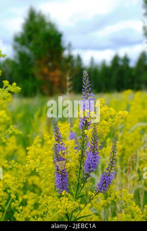 Hell blühende Wiesenblumen in Waldlichtung Stockfoto