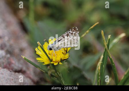 Gewöhnlicher karierter Skipper oder Pyrgus communis, der sich auf einer Dodelionenblume im Green Valley Park in Payson, Arizona, ernährt. Stockfoto