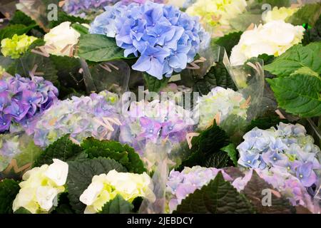 Violette, weiße und blaue Hortensien aus nächster Nähe im Blumenladen Stockfoto