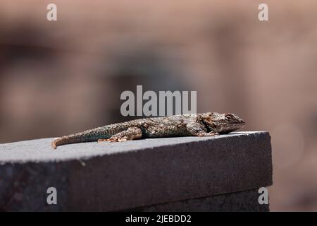 Die Stacheleidechse des männlichen Clarks oder Sceloporus clarkii sonnen auf einem Zaun in einem Hof in Payson, Arizona Stockfoto