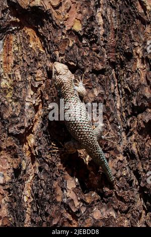 Die Stacheleidechse des männlichen Clarks oder Sceloporus clarkii, die auf einem Baum im Rumsey Park in Payson, Arizona, steht. Stockfoto