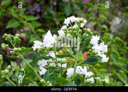 Blühende weiße Viburnum tinus-Blüten und Knospen aus nächster Nähe im Garten Stockfoto