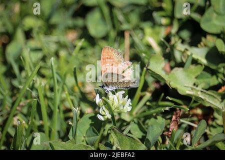 Weibliche Marine Blue oder Leptotes Marina ernähren sich von Kleeblatt-Blumen im Green Valley Park in Payson, Arizona. Stockfoto