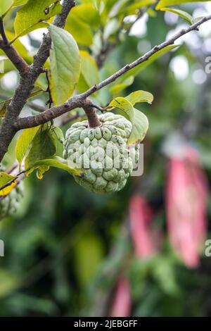 Pudding Apfel oder Zucker Apfelfrucht wächst auf dem Baum aus der Nähe Stockfoto