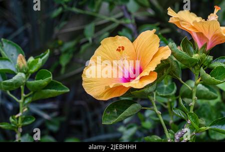 Voll blühte, mehrfarbige Hibiscus rosa sinensis oder chinesische Rosenblüte aus nächster Nähe im Garten mit Kopierfläche Stockfoto