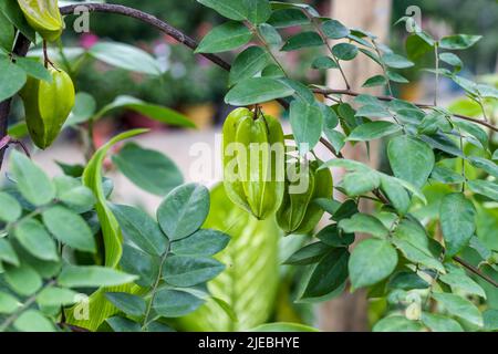 Hängen Sie junge Karambeln oder Sternenfrucht aus nächster Nähe an einen Zweig im Garten Stockfoto