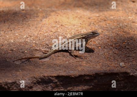 Südwest-Zauneidechse oder Sceloporus-Cowlesi, die auf einem Felsen im Rumsey Park in Payson, Arizona, stehen. Stockfoto