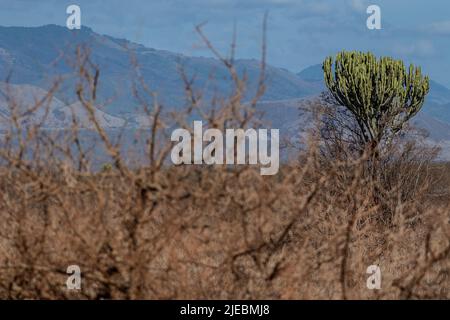 Candelabra Tree, Ph-Ph-Ph-Ph-Ph-Ph-Ph-Kandelabra, Ph-Ph-Ph-Ph-Tsavo West National Park, Kenia, Afrika Stockfoto