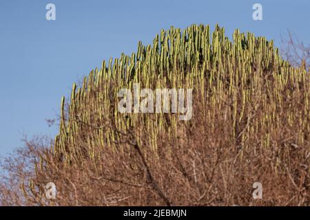 Candelabra Tree, Ph-Ph-Ph-Ph-Ph-Ph-Ph-Kandelabra, Ph-Ph-Ph-Ph-Tsavo West National Park, Kenia, Afrika Stockfoto