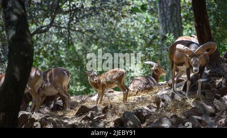 Herde wilder zypriotischer Mufflons. Wildtiere in ihrem natürlichen Lebensraum im Troodos-Gebirge, Zypern Stockfoto